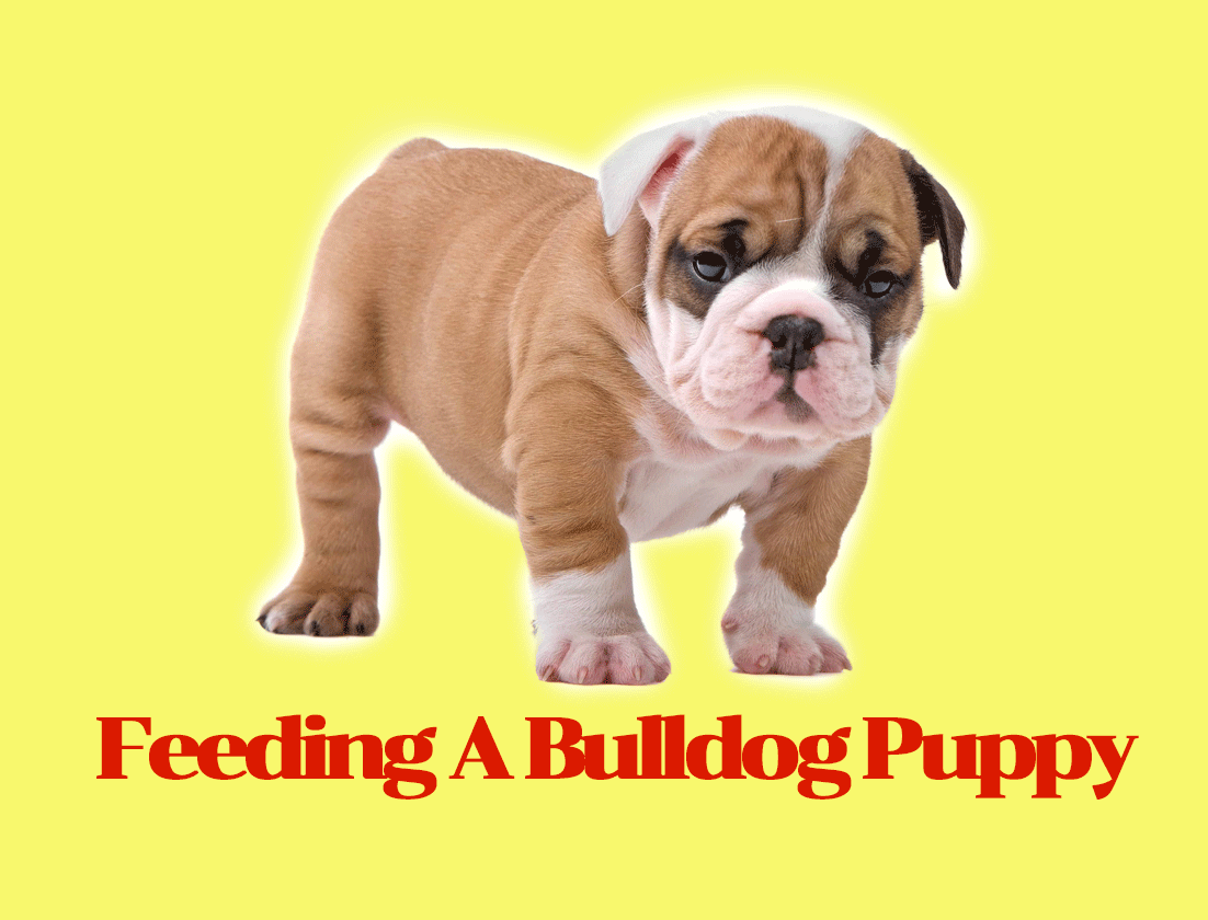 Feeding A Bulldog Puppy- Our Total Overview