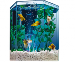 best fish tanks for betta