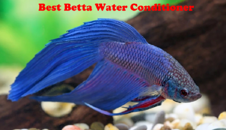 best betta water conditioner