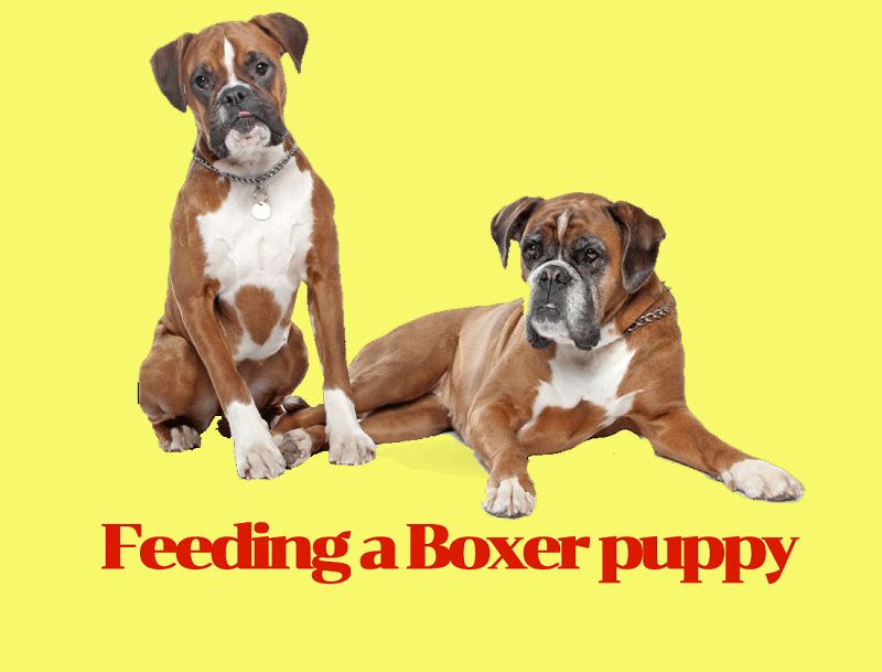 Feeding a Boxer Puppy the Very Best Diet in the Proper Way Roofofafrica